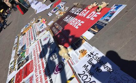 Asociaciones civiles protectoras de animales mantienen huelga de hambre frente a Palacio de Gobierno