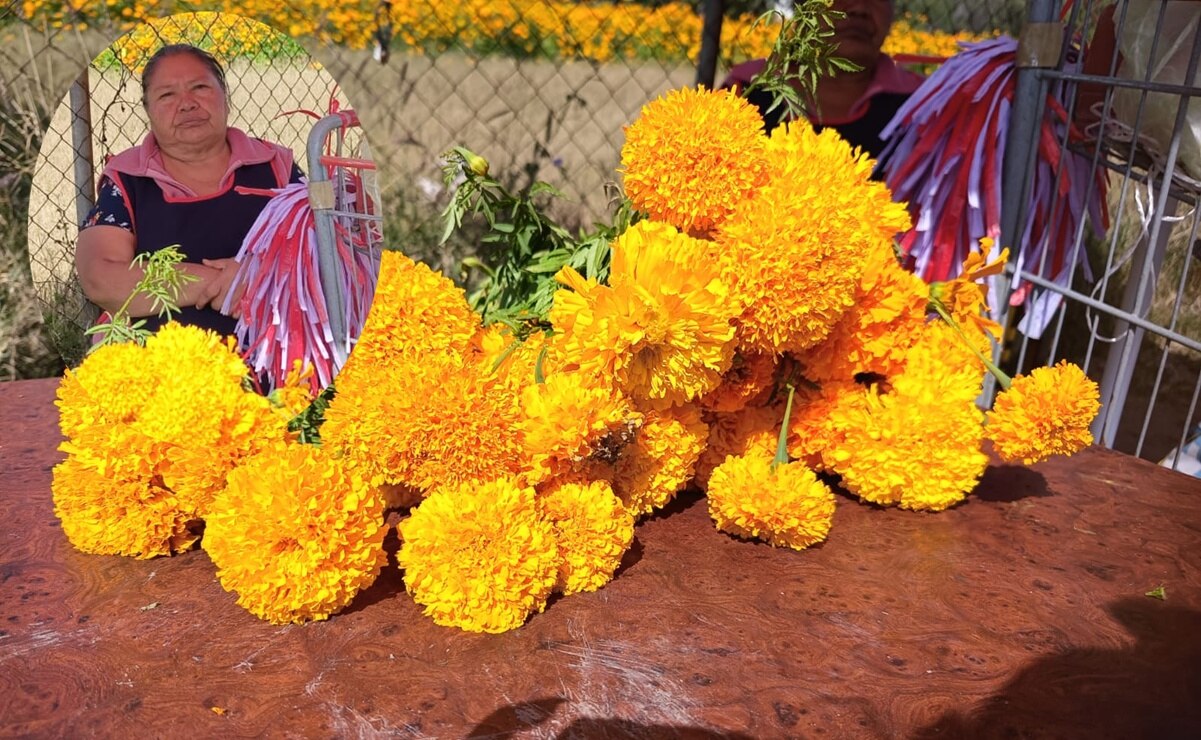 Doña Luz vende cempasúchil desde hace 15 años en SLP; en Día de Muertos no falta con la flor de temporada
