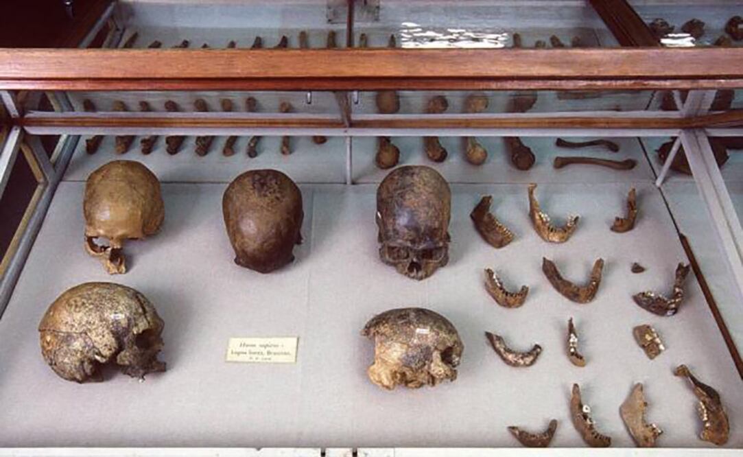 Foto: Museo de Historia Natural de Dinamarca