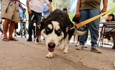 Seguros para mascotas en SLP, en qué consiste y cuánto cuesta