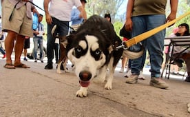 Seguros para mascotas en SLP, en qué consiste y cuánto cuesta
