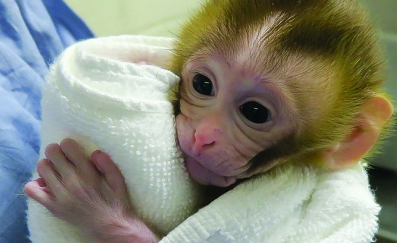  Grady, la monita que podría ayudar a los niños con cáncer a ser fértiles