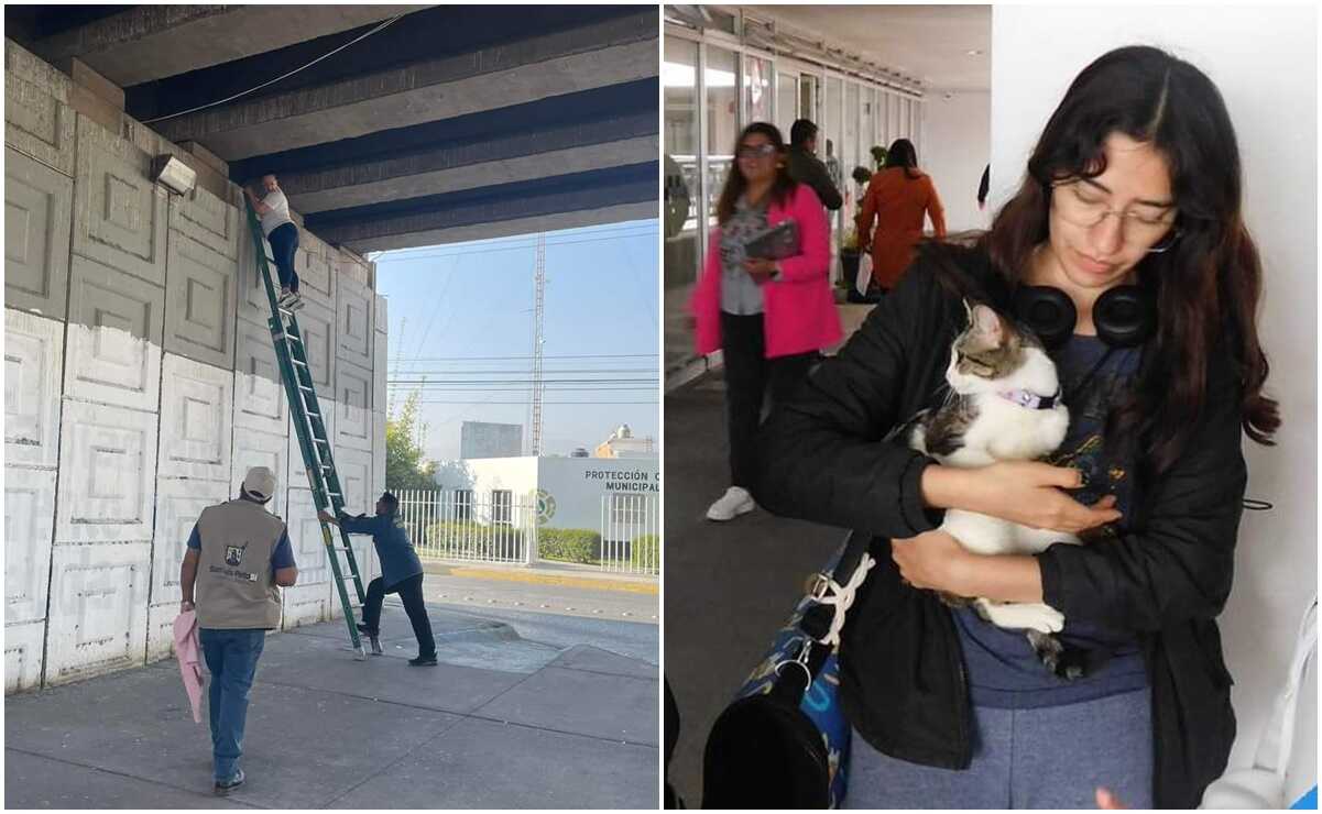 Final feliz: Adoptan a gatita rescatada tras permanecer 4 días en un puente de SLP