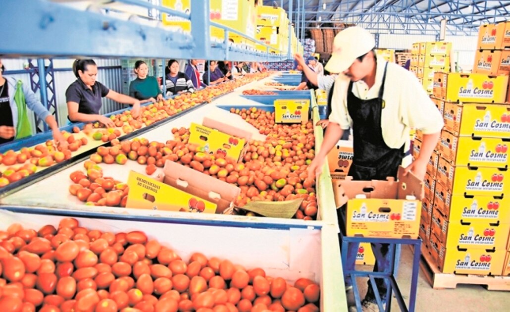 EU pretende subir arancel al jitomate mexicano a 25%