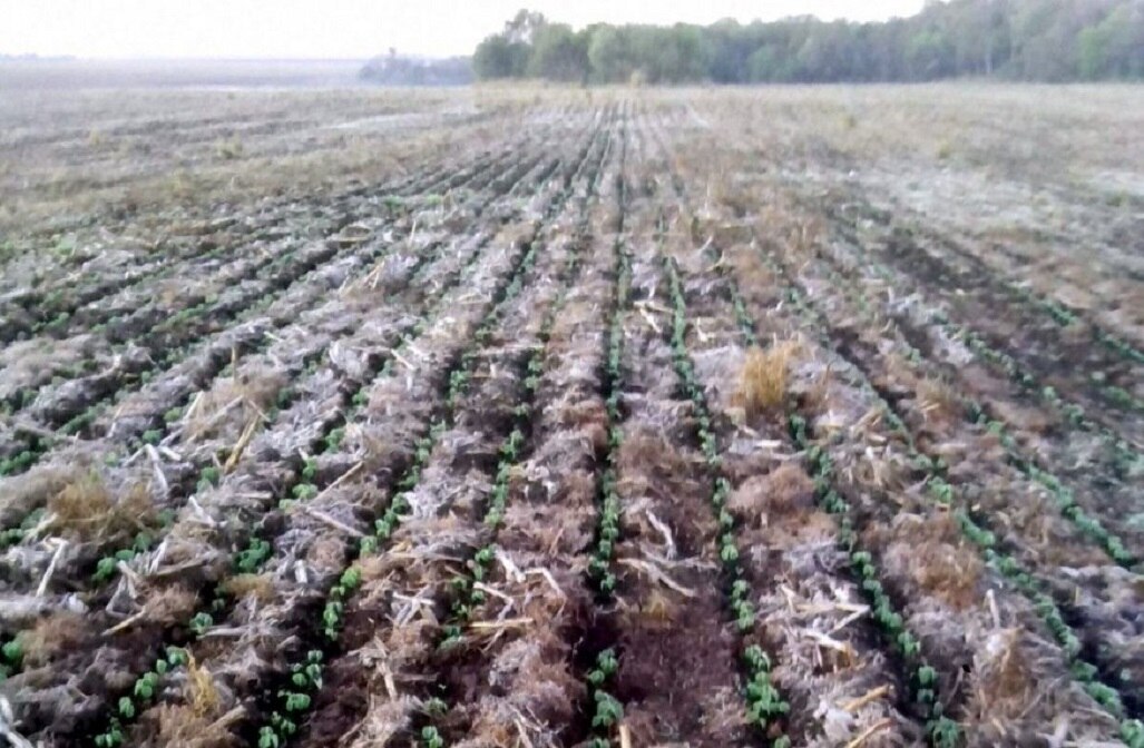 Heladas destruyen 35 mil hectáreas de cultivo