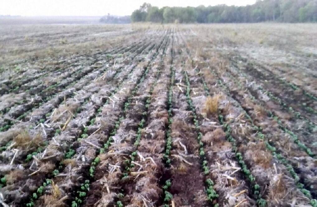 Heladas destruyen 35 mil hectáreas de cultivo