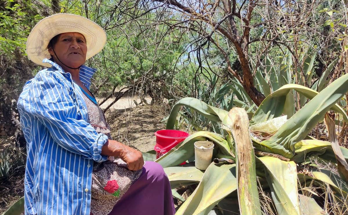 El pulque de Mexquitic de Carmona, elixir en peligro de extinción