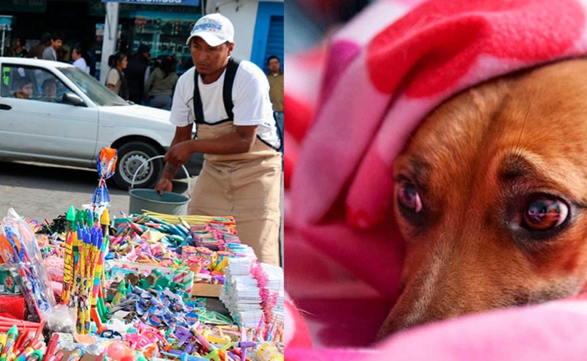 Para cuidar salud emocional de mascotas, lanzan campaña contra pirotecnia en SLP