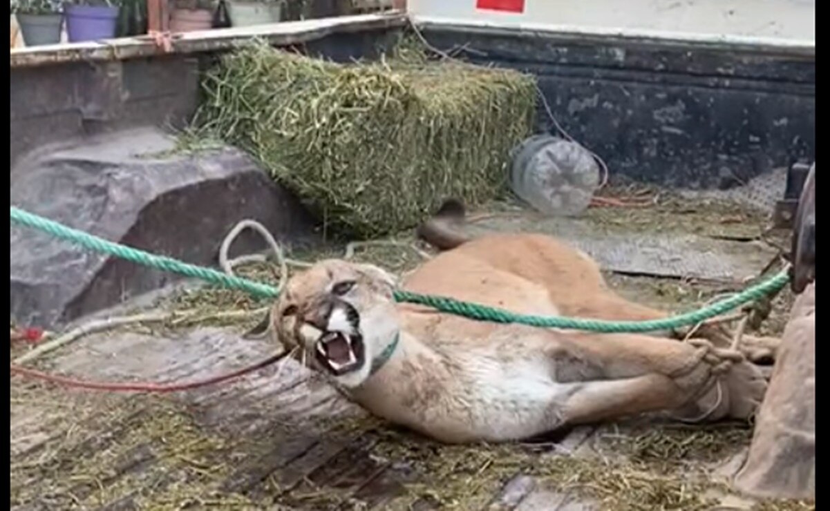 El puma fue capturado en la comunidad de Portecillos, SLP. Foto: Captura de video