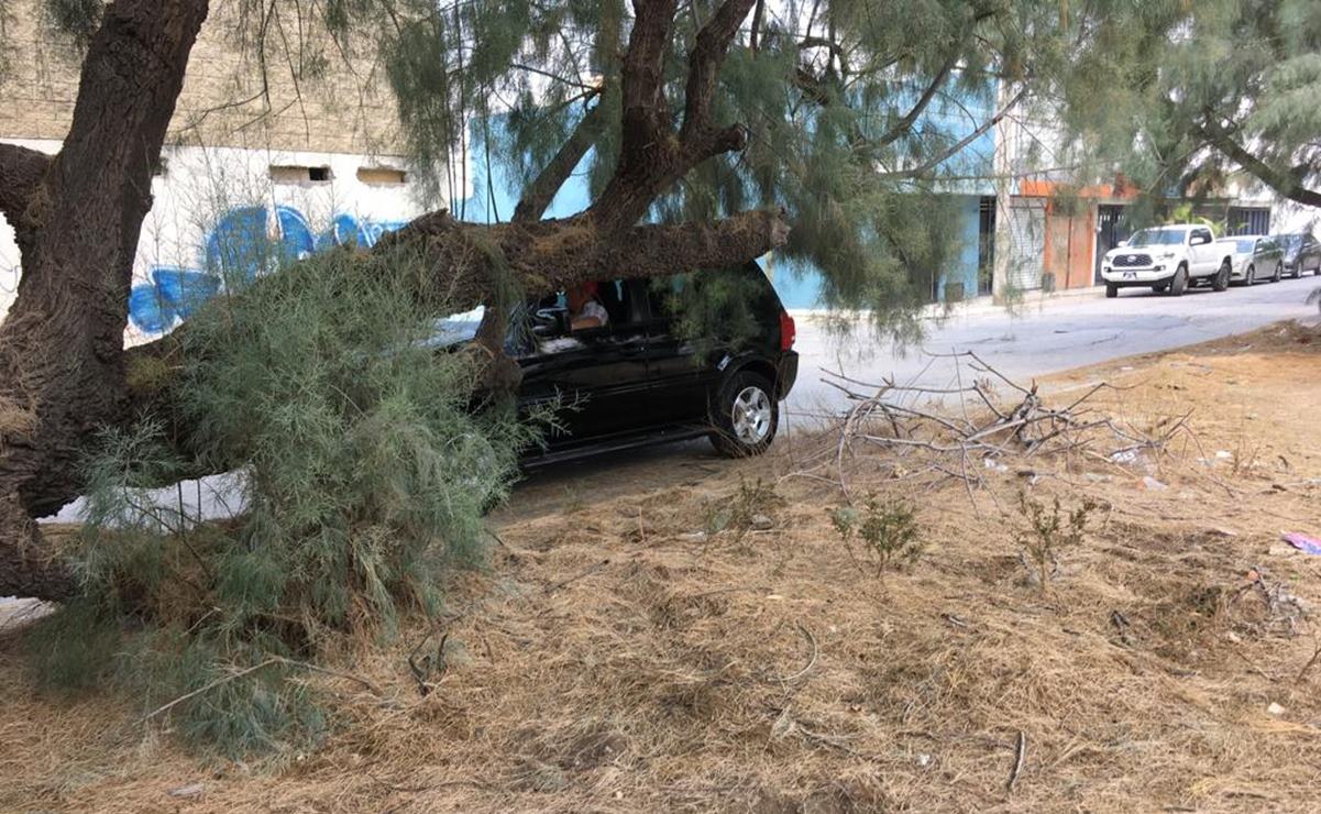 Exigen poda de árboles en colonia Las Mercedes; han ocasionado varios accidentes