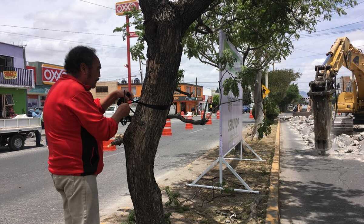 Interponen amparo para la protección del arbolado de la avenida Himno Nacional en SLP