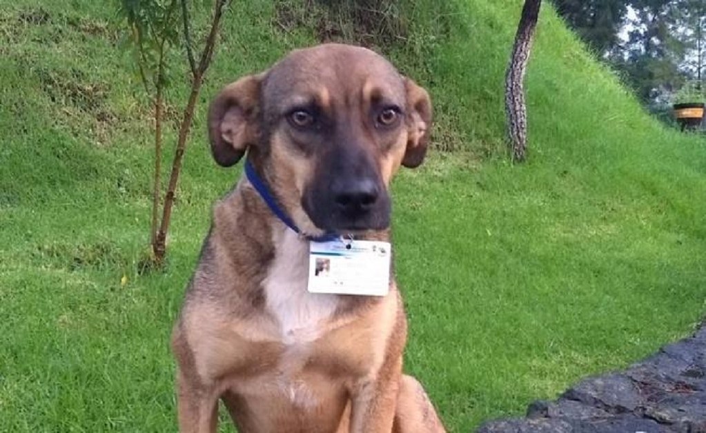 Terry, uno de los perros adotpados por el Instituto Tecnológico de Pátzcuaro. Foto: Cortesía de Atheneas Torres