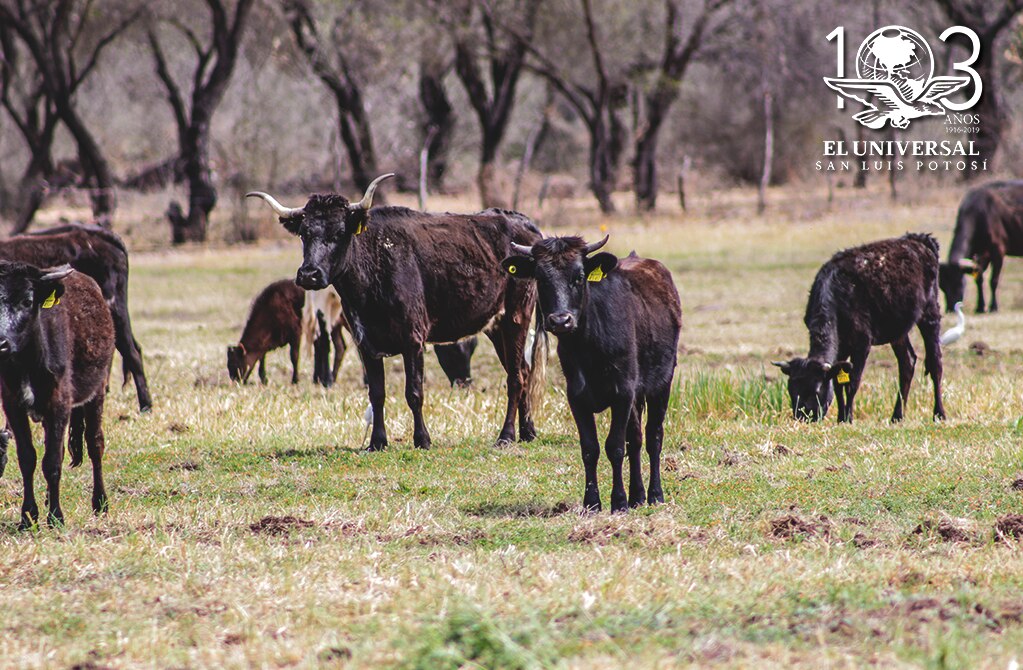 Corre agro potosino riesgos ante llegada del calor