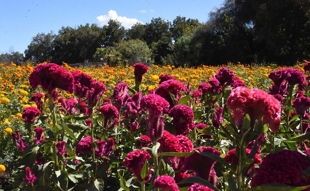 Por emergencia sanitaria, producción de cempasúchil baja a un 50% en Soledad