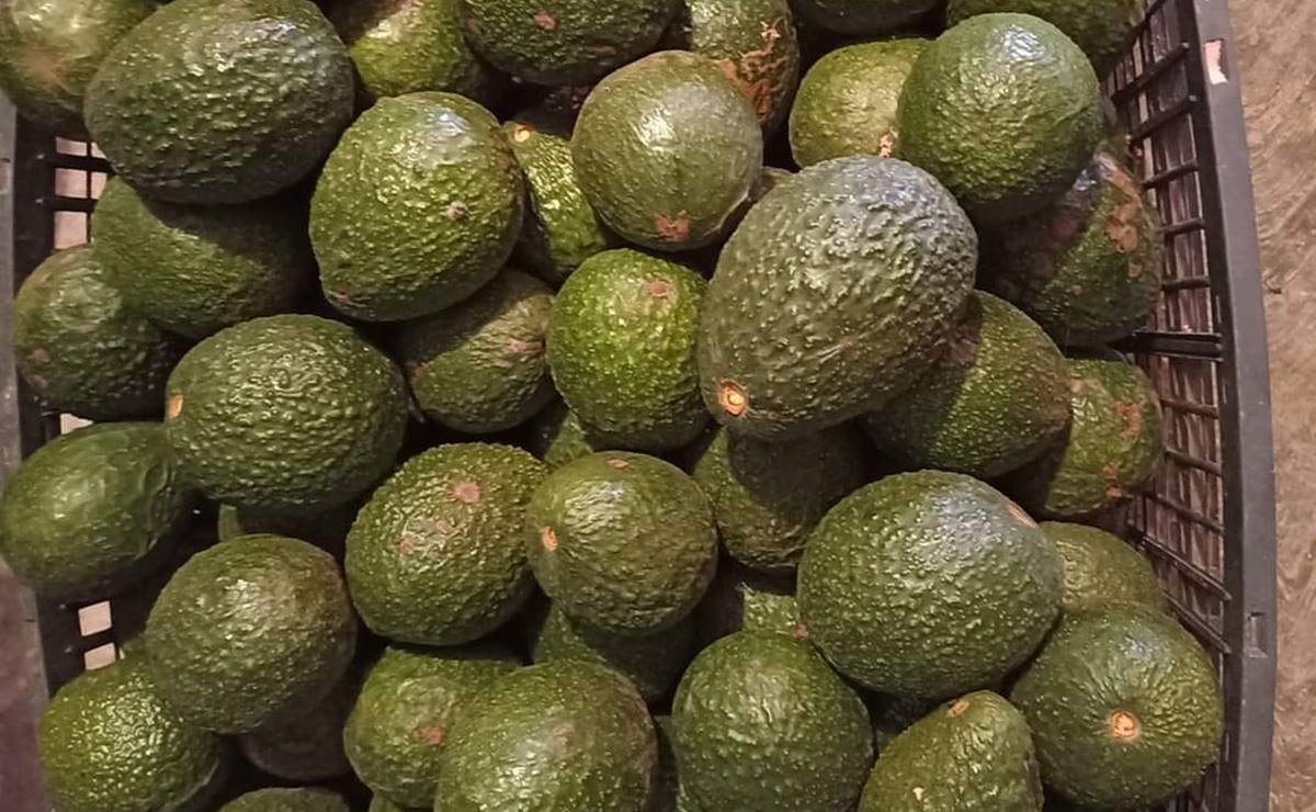 ¿Qué precio tiene el kilo de aguacate en SLP?