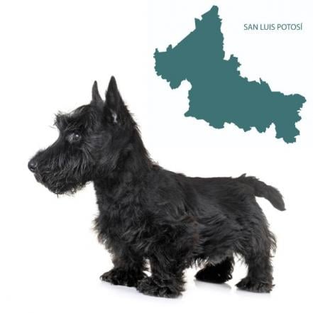 San Luis Perrosí, el curioso caso del estado con forma de perrito