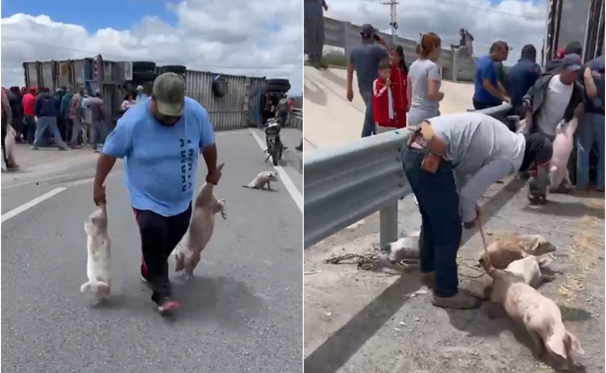 VIDEO: Rapiña de puerquitos tras volcadura de tráiler en la carretera a Matehuala, SLP