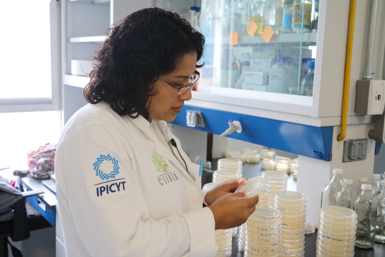 Buscan aprovechar uso de actinobacterias para productos de uso humano