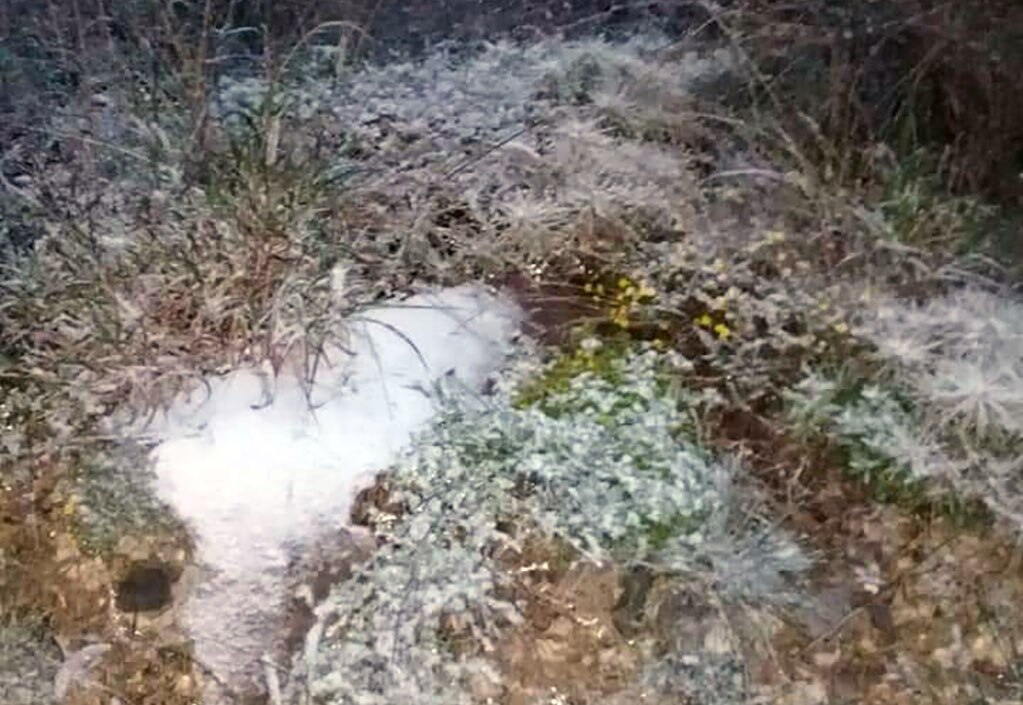 “Candelilla” cubre comunidades de Real de Catorce