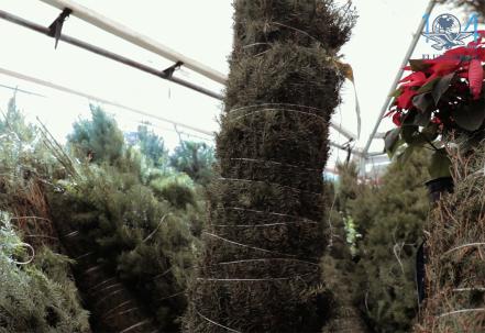 Conoce las ventajas de los árboles naturales de Navidad