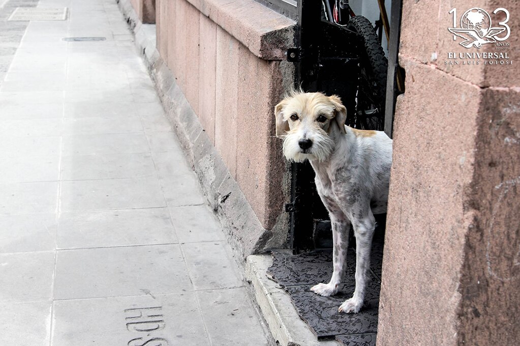 Aprueban aumento presupuestal para acciones de esterilización animal