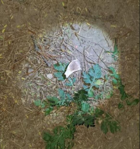 FOTOS. Así era la finca de Rioverde donde fue hallada una tigresa 