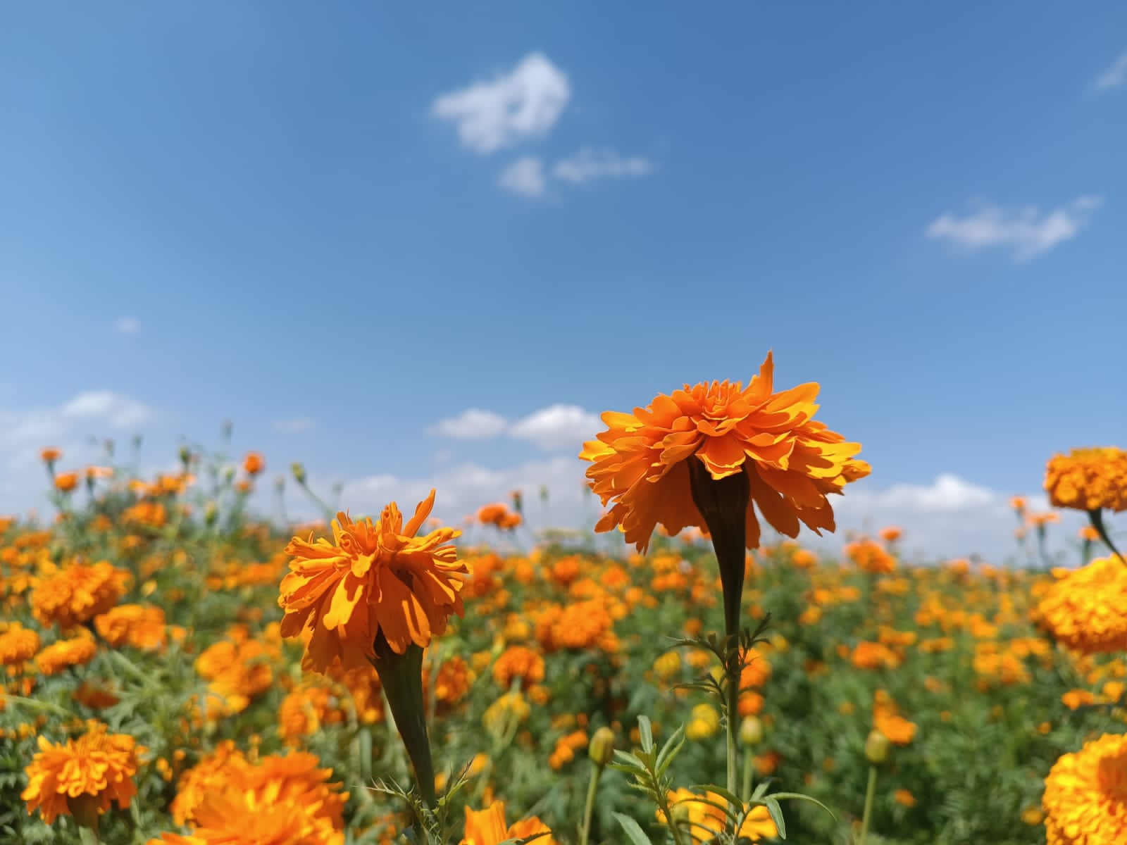 Sequía no afectó a productores de flor de cempasúchil de Soledad; auguran buenas ventas en Día de Muertos