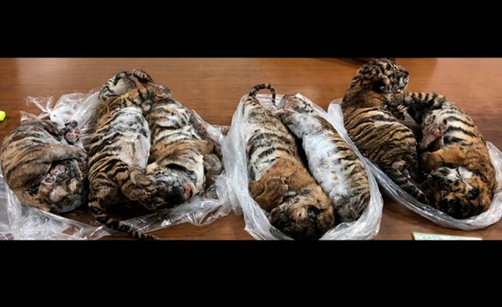 Encuentran siete tigres congelados en un auto en Vietnam