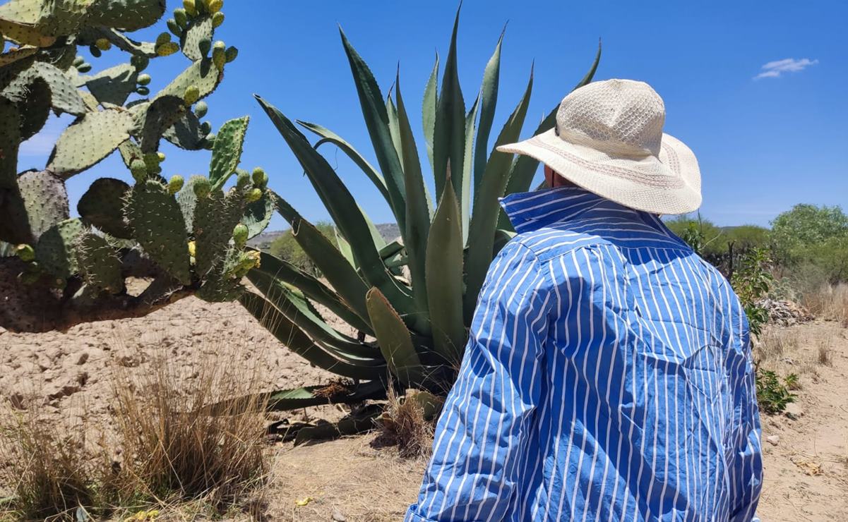 "Detrás de cada litro de pulque, existen 8 o 10 años de trabajo", cuenta pulquero de SLP