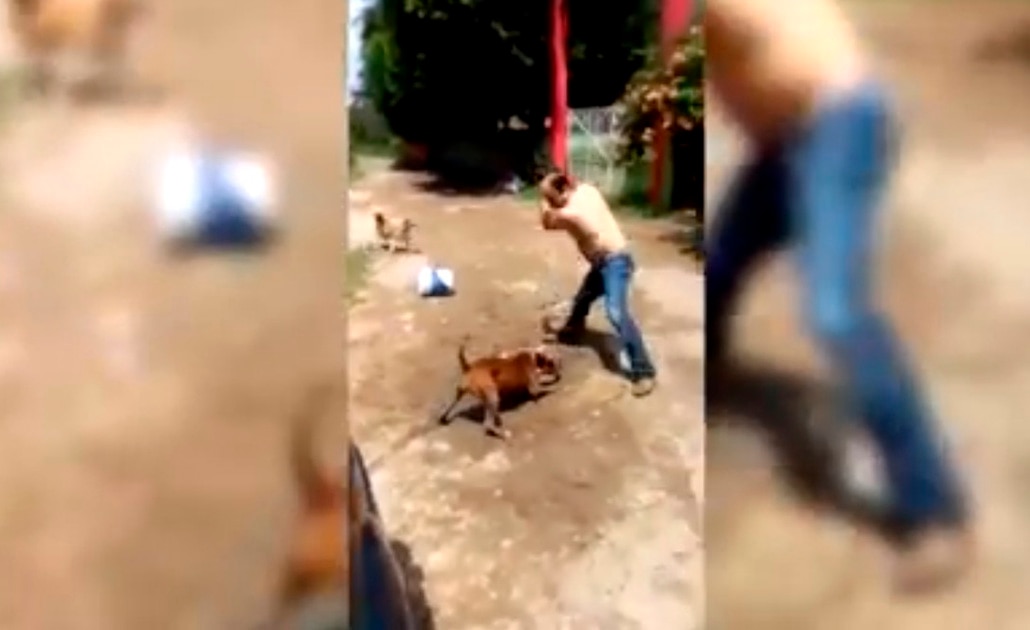 Denuncian en redes a hijo de funcionario por maltrato animal