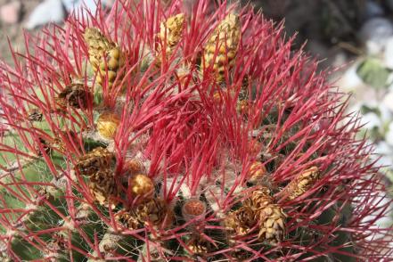 Cabuche, la flor del desierto potosino que es un manjar en la Cuaresma