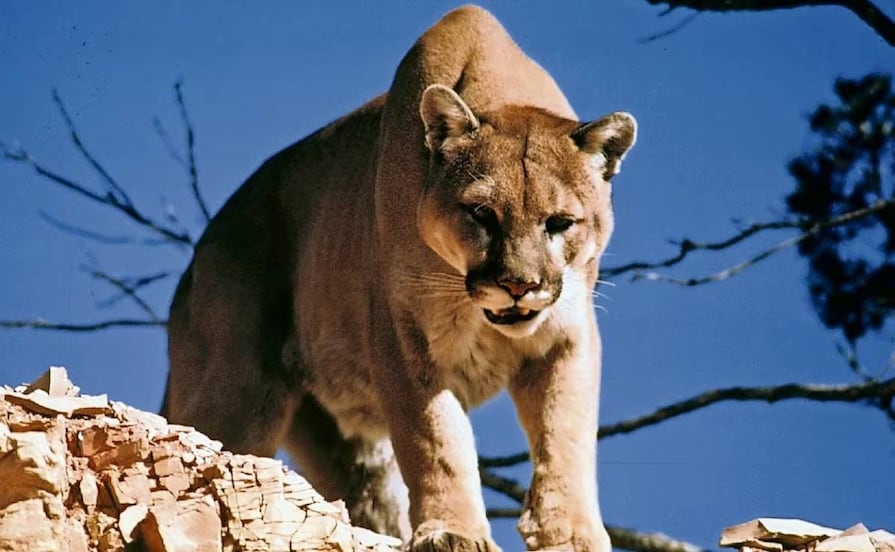 Padre e hija se encuentran frente a frente con un puma en Xilitla; tenso momento queda captado en VIDEO