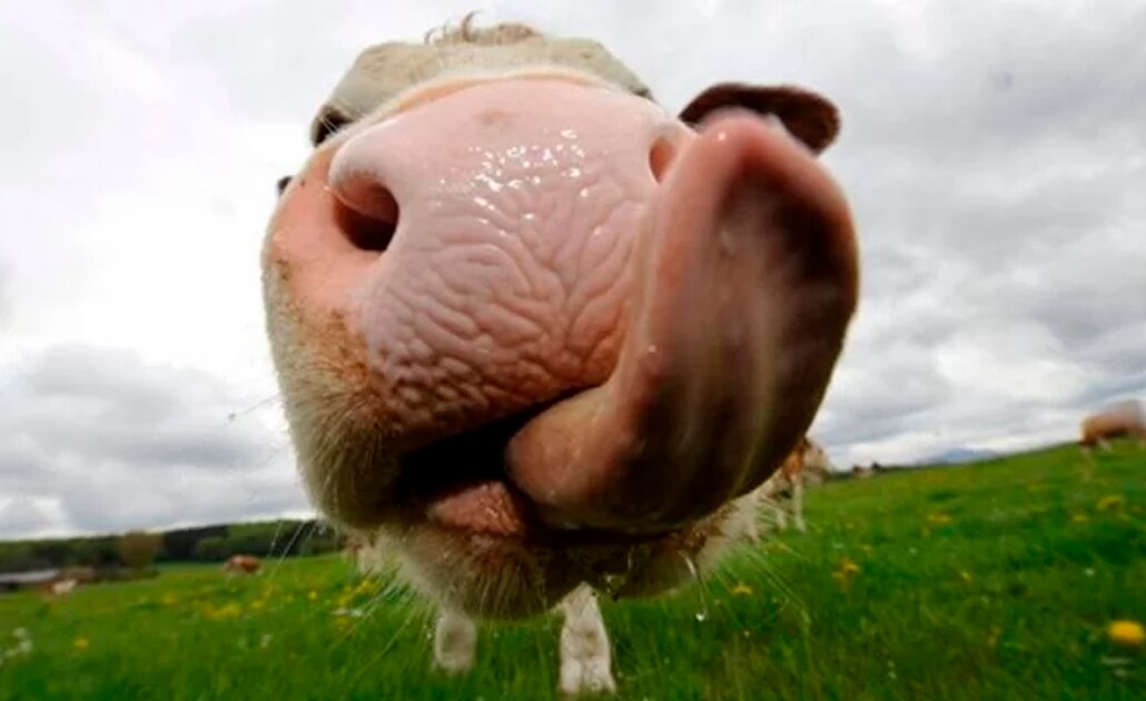 Detectan en Suiza caso atípico de "enfermedad de la vaca loca"