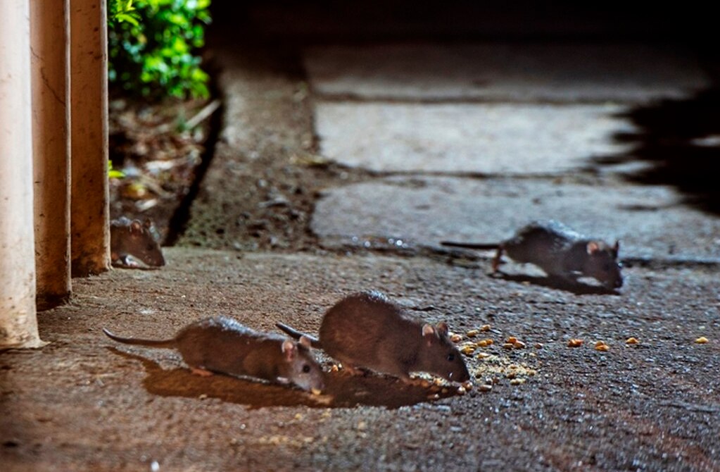 Invaden plaga de ratas y cucarachas a zona urbana de San Luis
