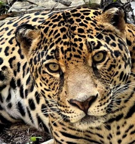 Huasteca Potosina, zona de riesgo para grandes felinos por caza para venta ilegal y comercio de pieles