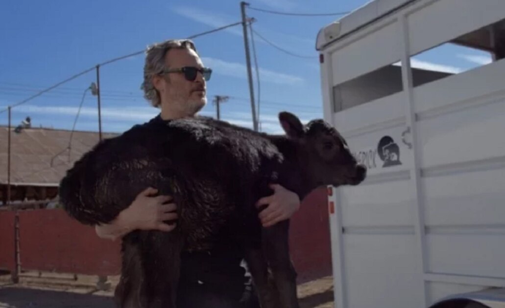 Joaquin Phoenix salva a una vaca y su cría de un matadero