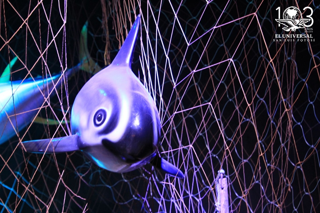 Exposición vaquita marina, lista para ser apreciada en el Museo Laberinto