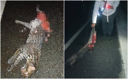 Ocelote muere atropellado en carretera de SLP; ambientalistas exigen protección a fauna silvestre
