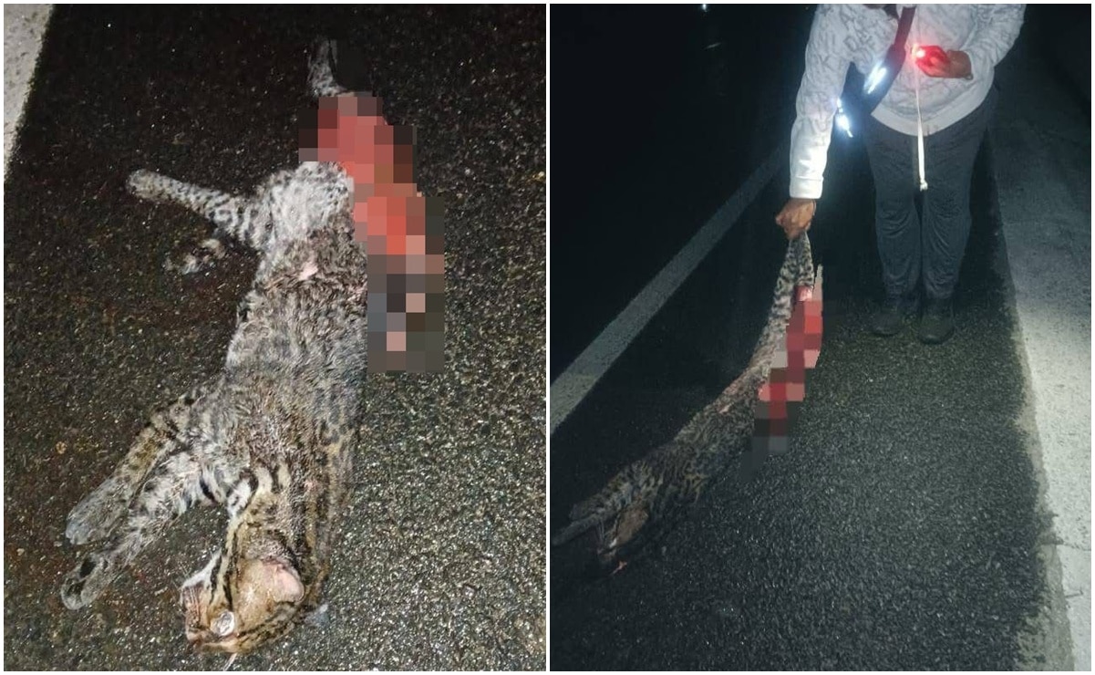 El ocelote fue encontrado muerto sobre la carretera. Fotos: Redes sociales