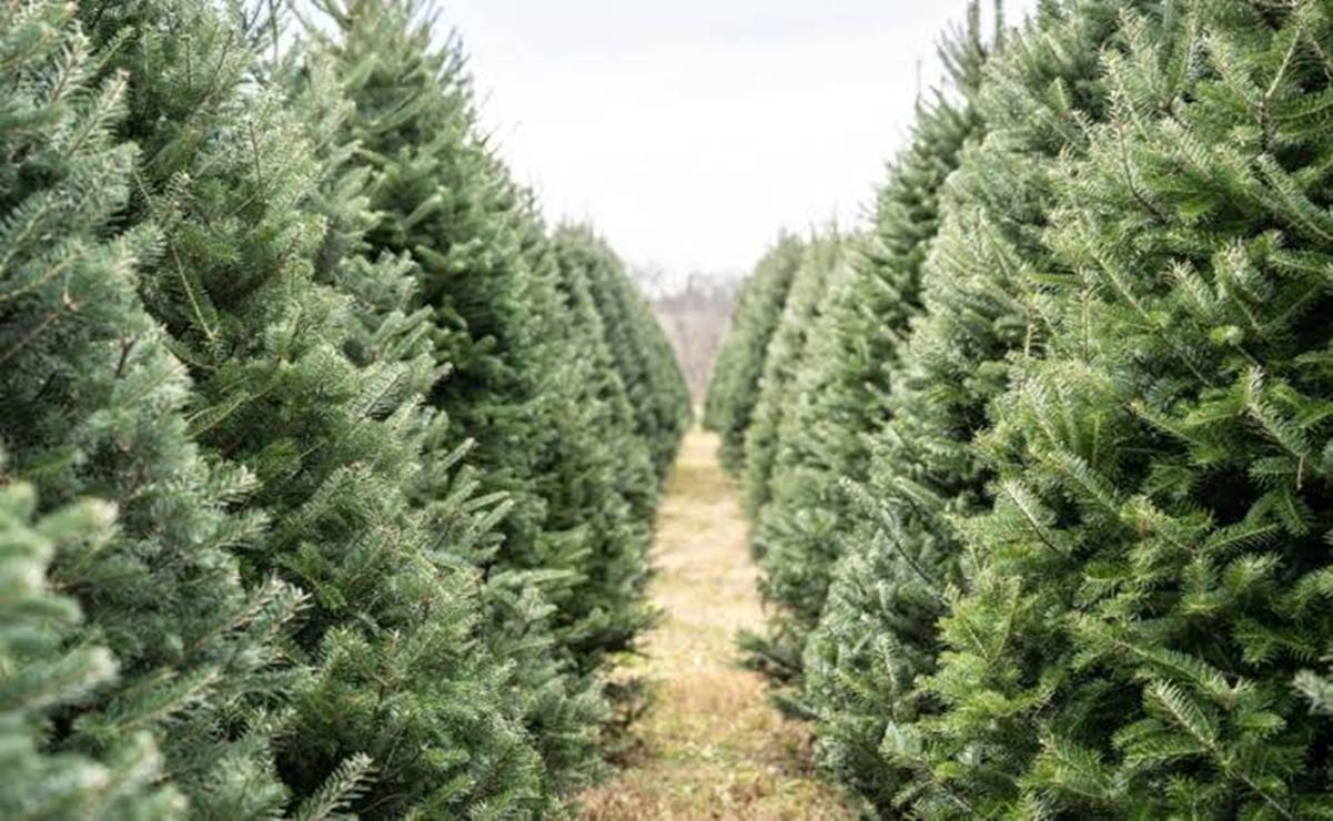 ¿Natural o artificial? Qué árbol de Navidad conviene más este 2025