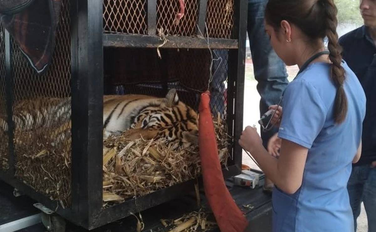 Tigresa es hallada durante cateo a una finca en Rioverde; buscaban a mujeres desaparecidas