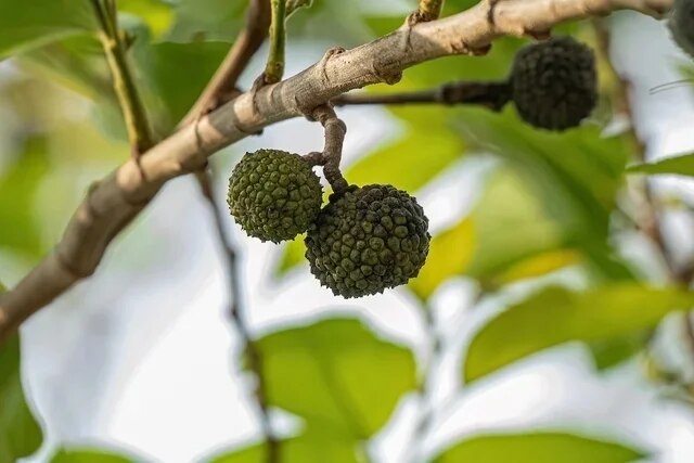Con semilla de aquiche, estudiantes de Ciudad Valles crean bebida para diabéticos. Foto: Especial