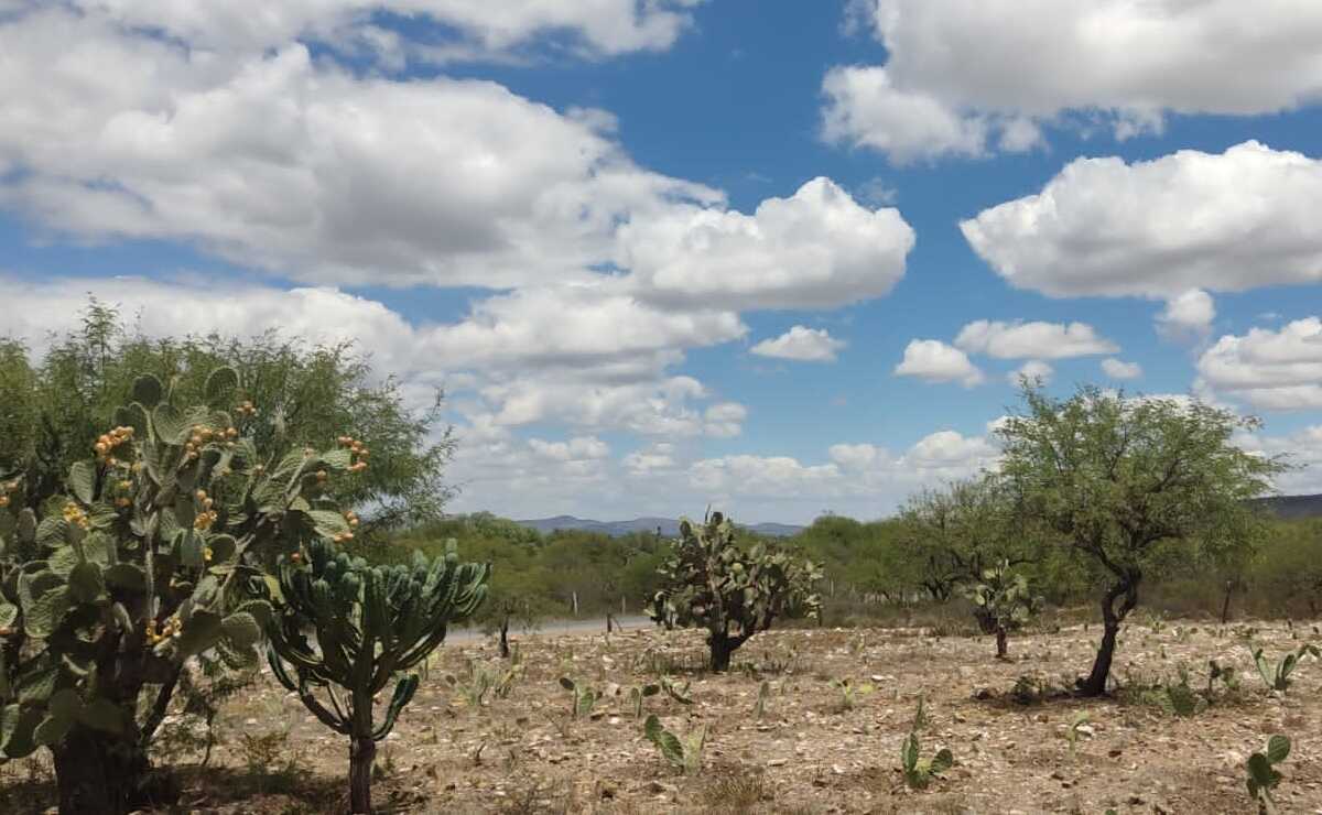 Por falta de lluvias, peligra producción de cempasúchil en Mexquitic de Carmona