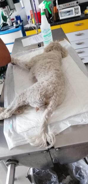 Denuncian maltrato animal en La Foresta