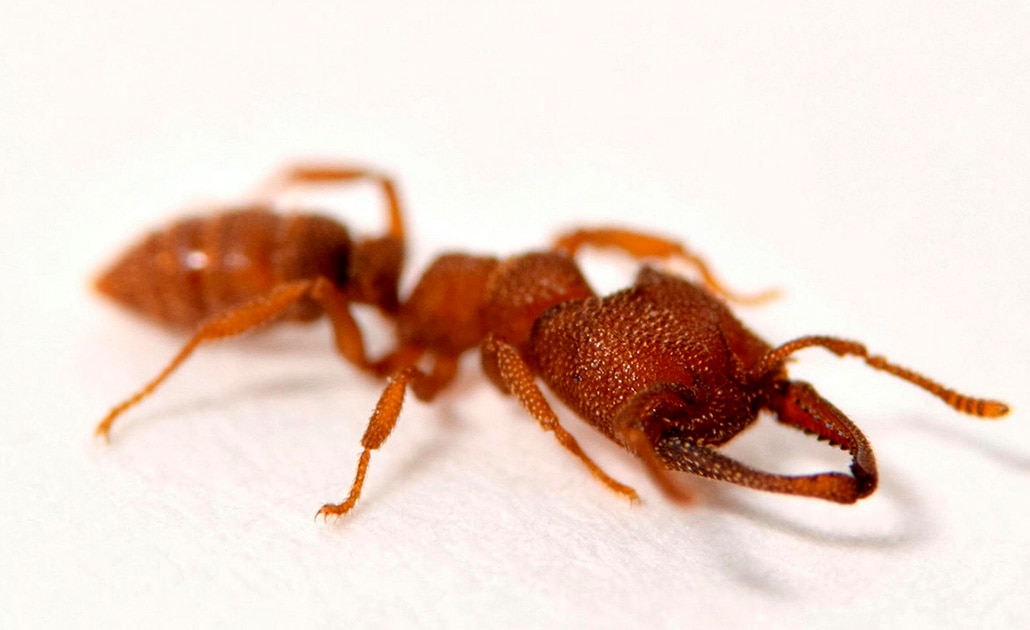 La hormiga drácula, el animal más rápido sobre la Tierra