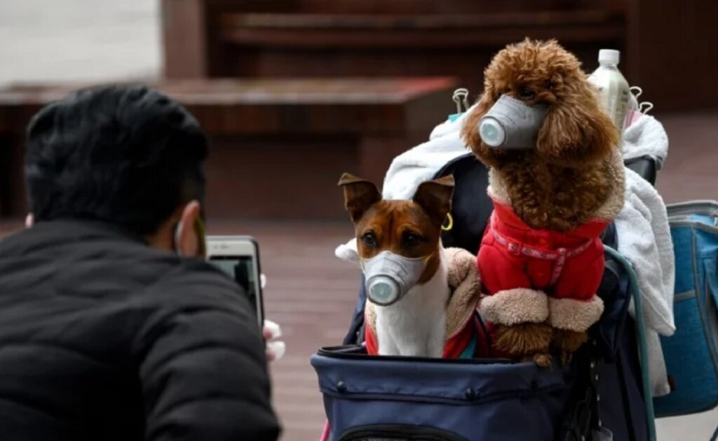 Perro de mujer con coronavirus da positivo en Covid-19