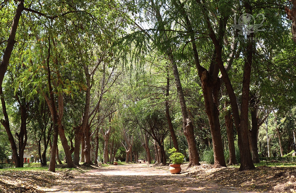 80 % de avance en Parque Tangamanga de zona Media