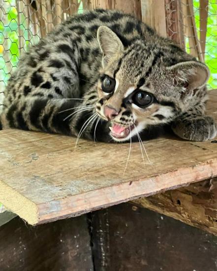 Huasteca Potosina, zona de riesgo para grandes felinos por caza para venta ilegal y comercio de pieles