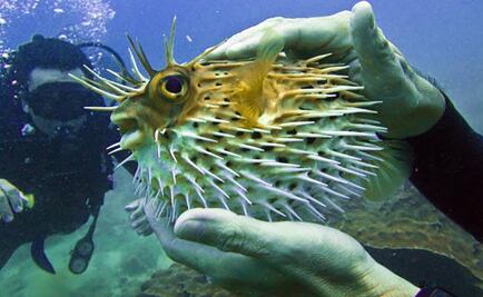 Activan alerta en Japón por venta de pez globo 