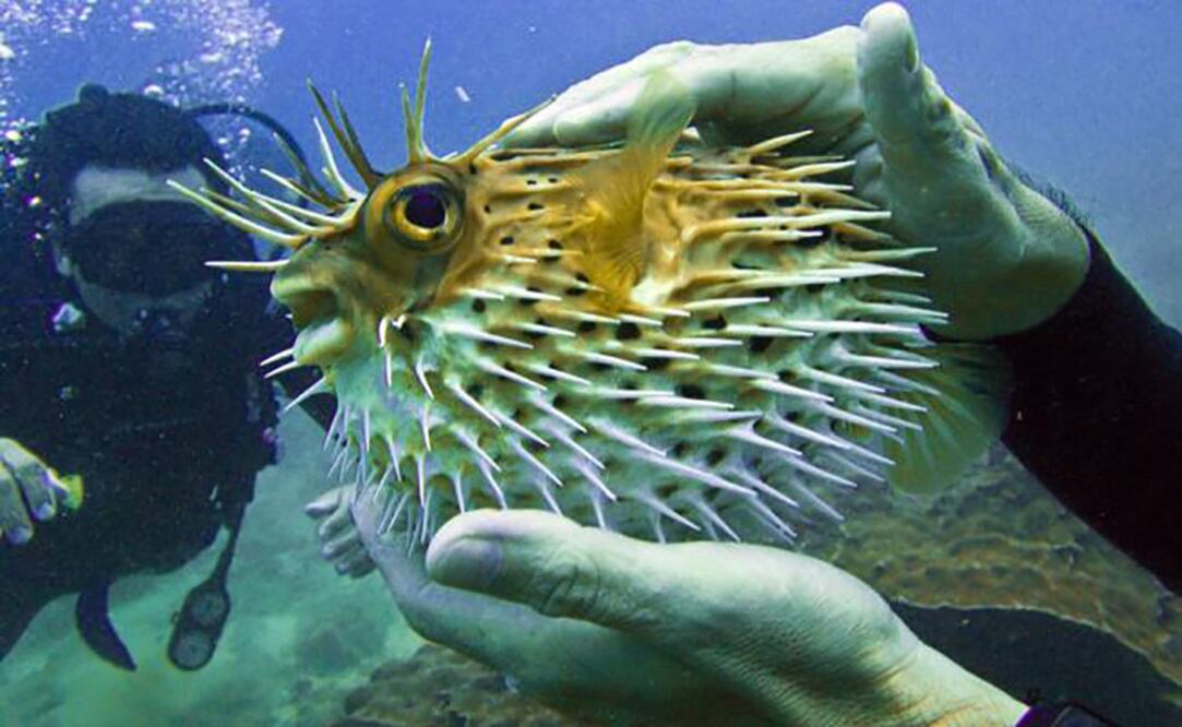 Foto: Archivo / EL UNIVERSAL